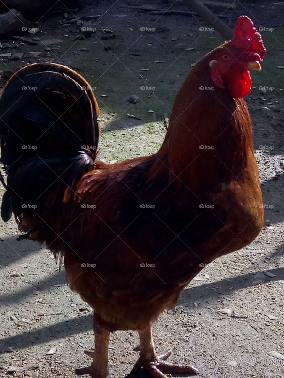 Galo da madrugada