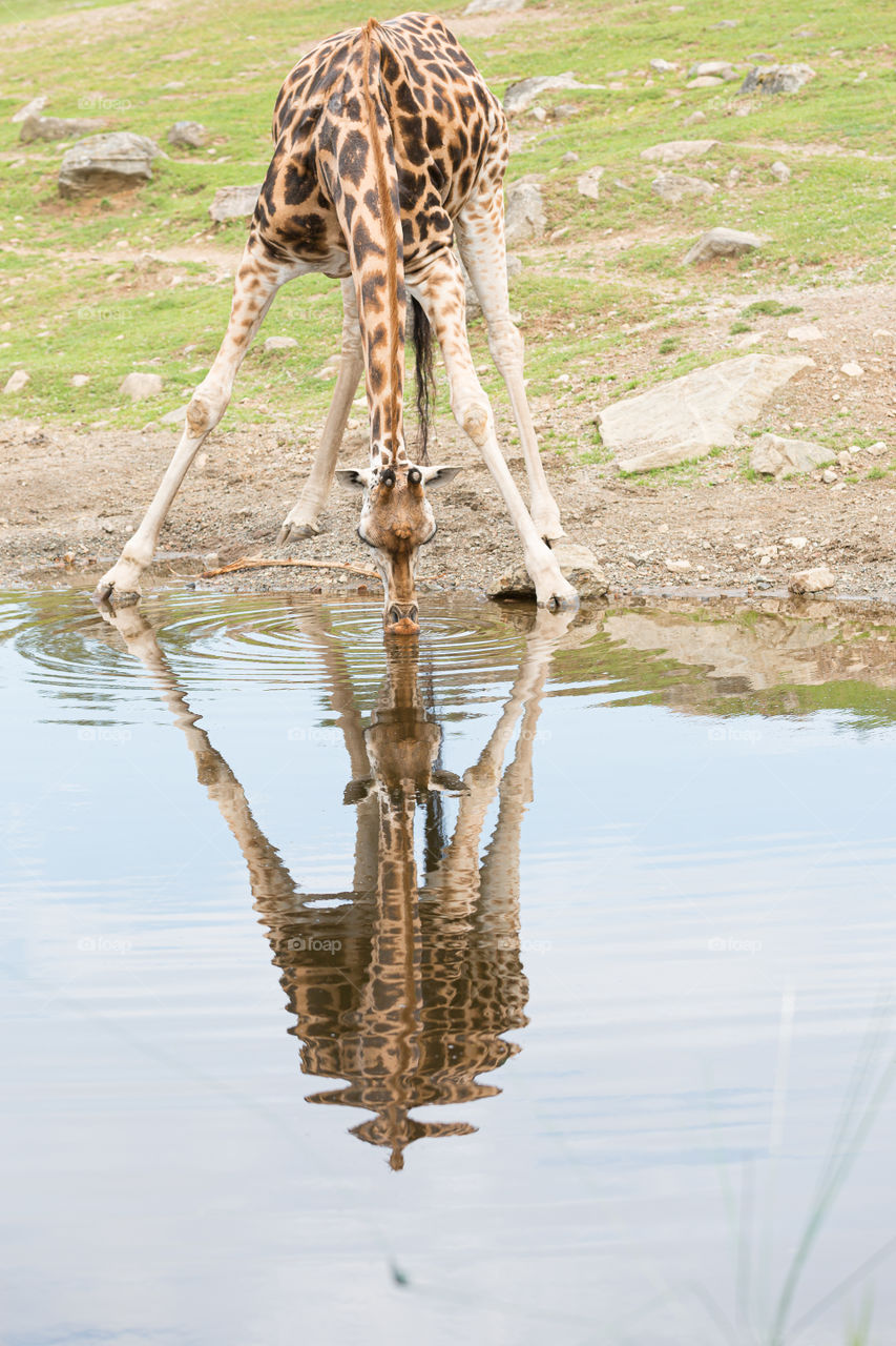 Giraffe drinking water, reflection in the lake 