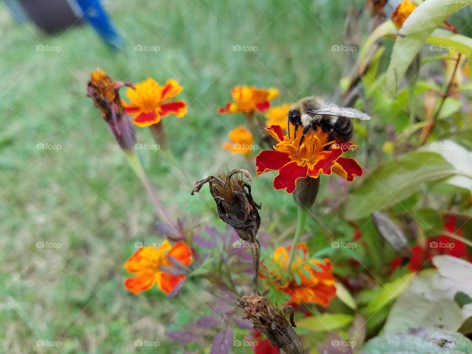 bee on the flower