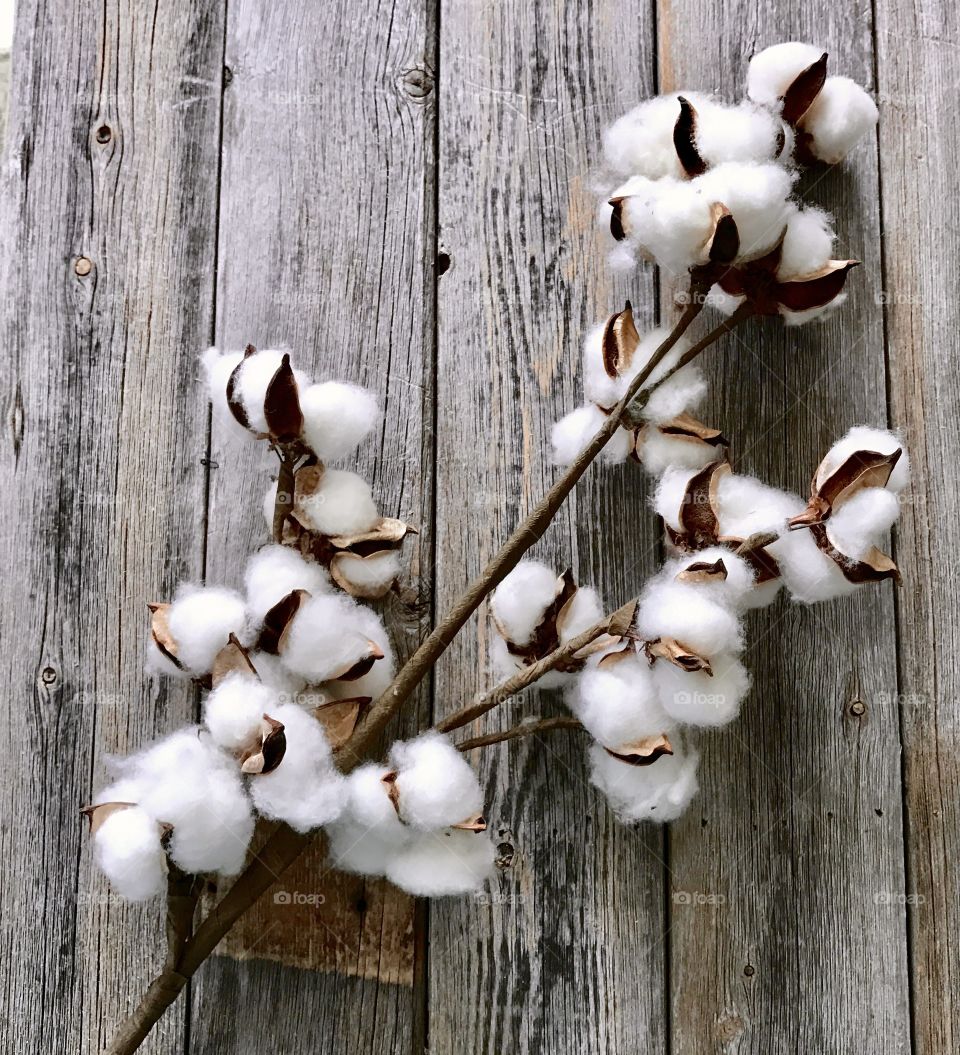 Cotton plant on wood
