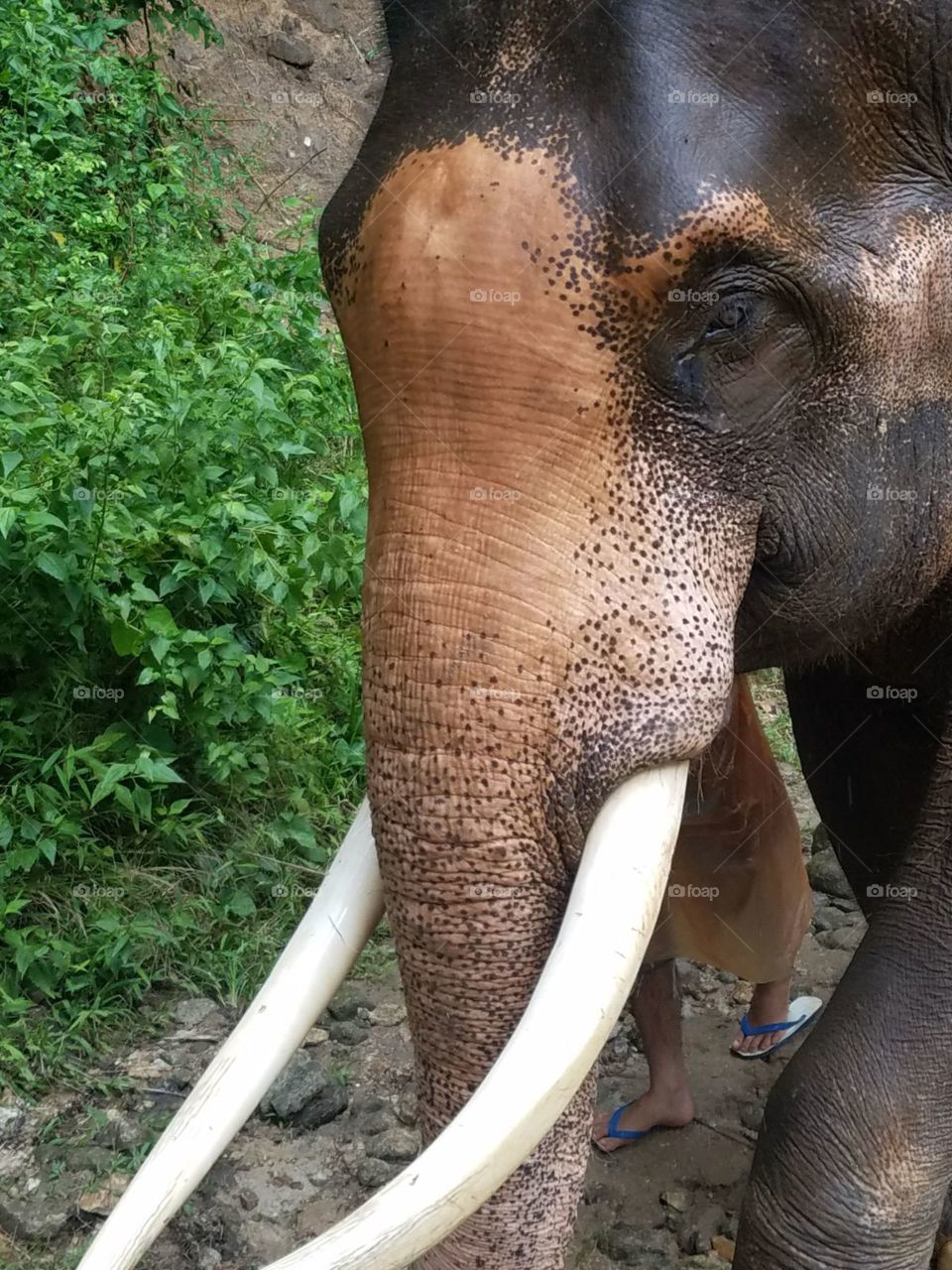 Elephant Up Close