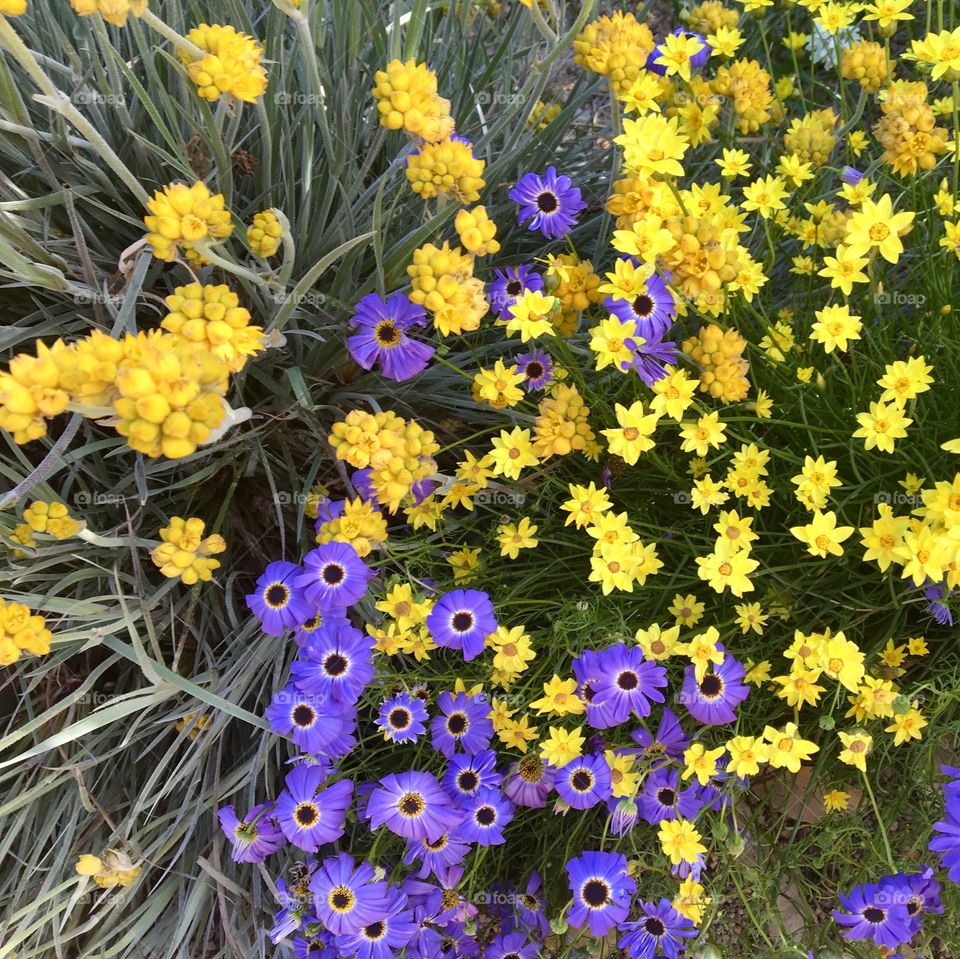 Yellow and purple flowers start blooming in botanical garden located in Kings Park, Perth Western Australia.