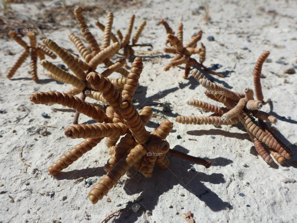 Acacia seeds