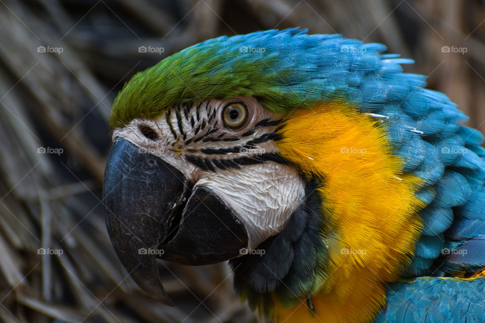 Blue And Yellow Macaw Parrot Face (Ara ararauna), Pretoria, South Africa