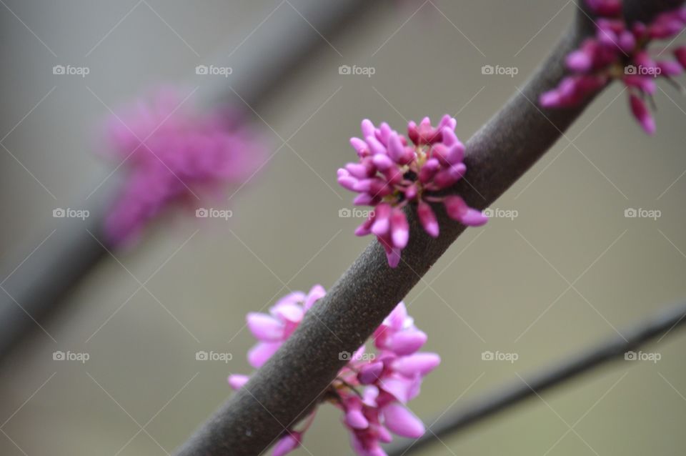 Texas redbud tree blossom buds. 