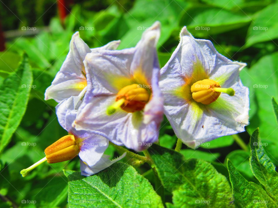 potatoes flowering