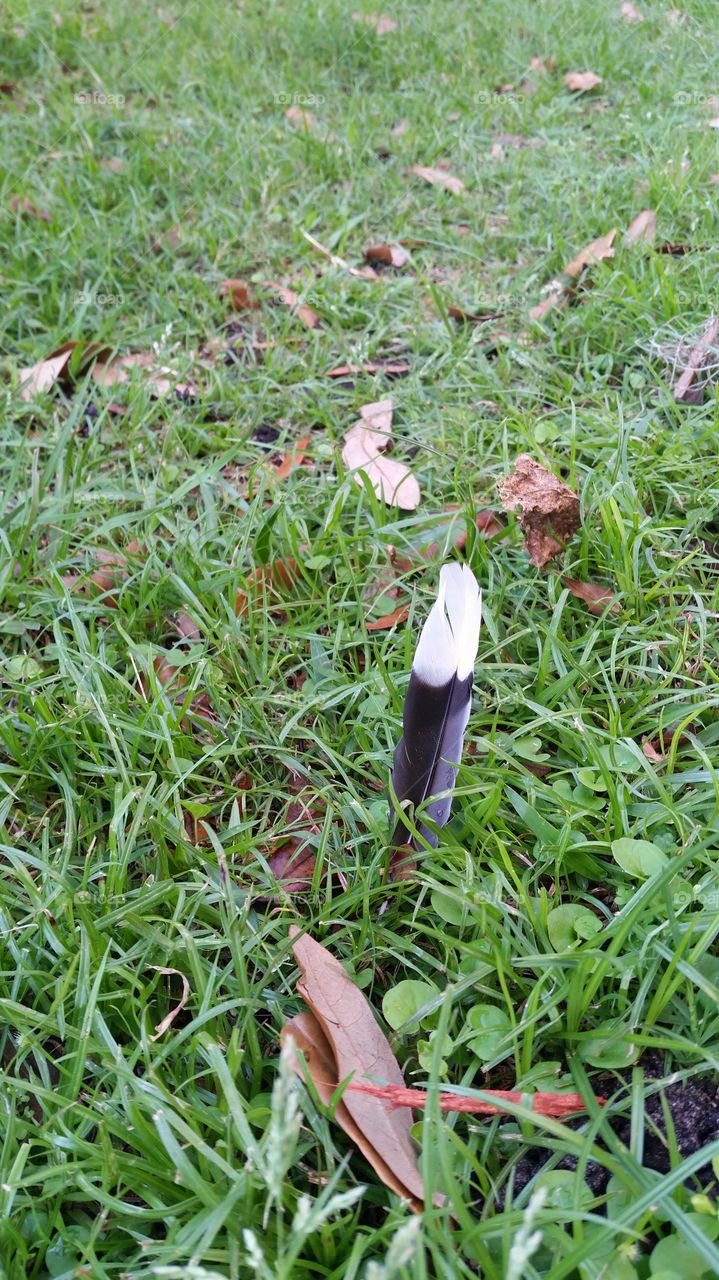 black and white feather and green grass