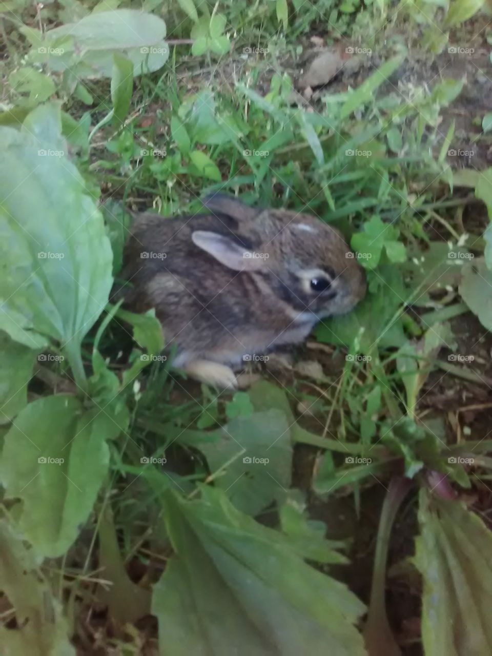 bunny
tiny rabbit