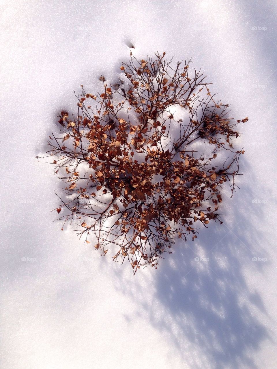 Snow bloom