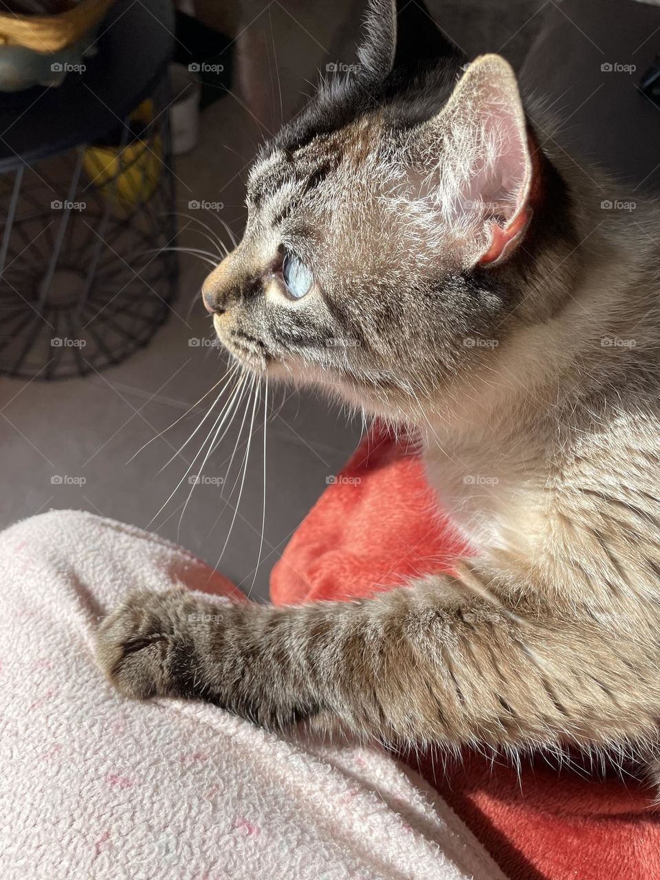 Cat in the sun with its blankets