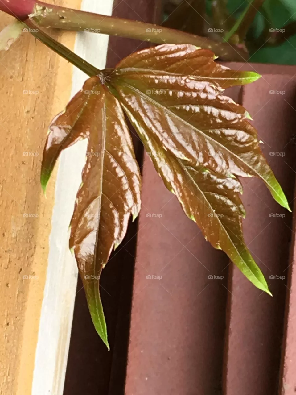 Ivy leaf changing color in fall.