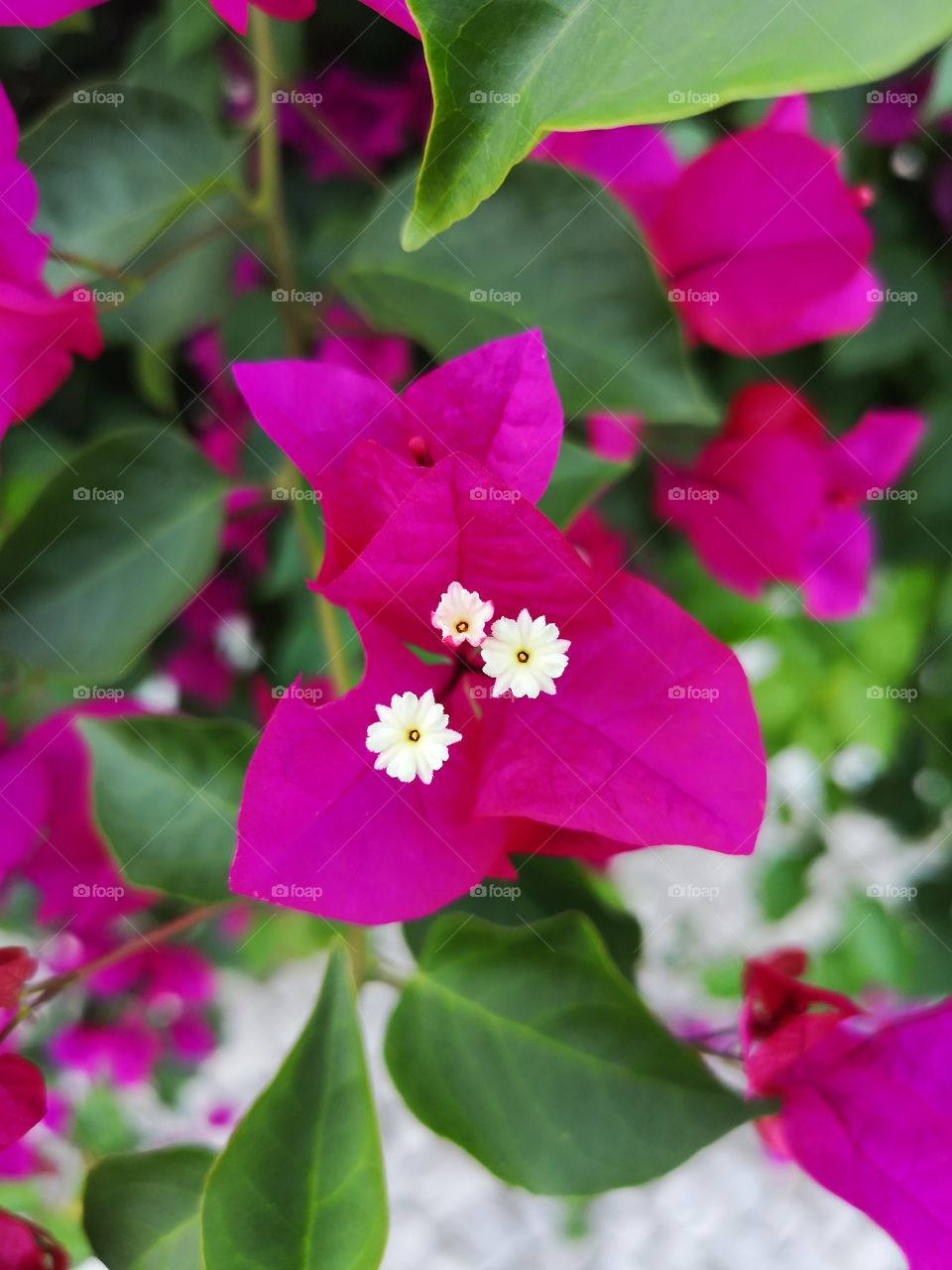 Bougainville