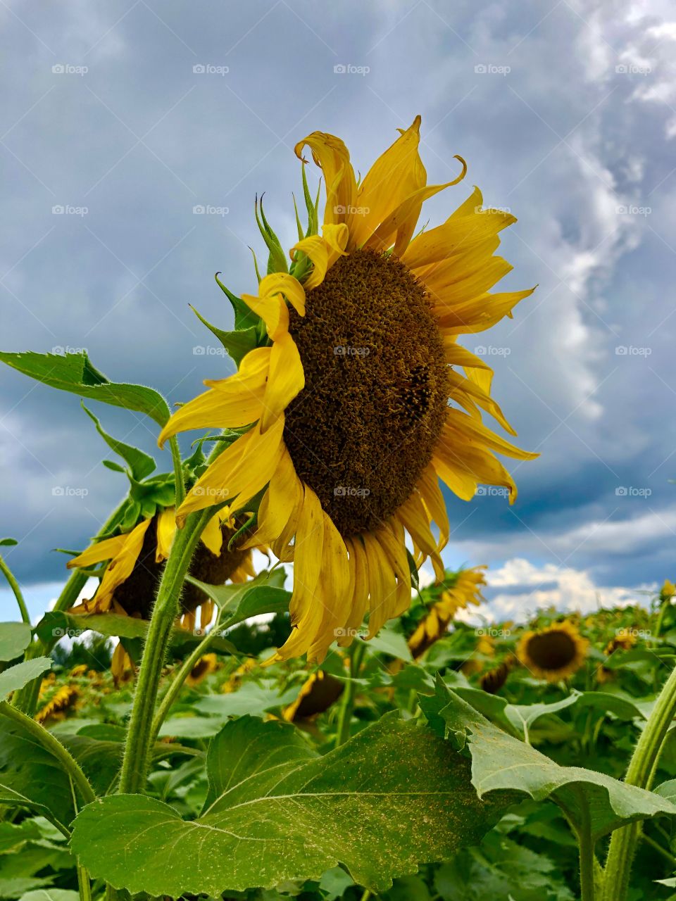 Sunflower against stormy sky 