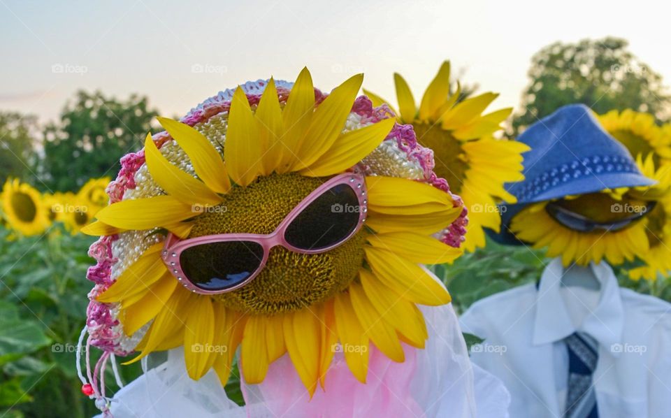 Funny Summer Day, Funny Sunflowers