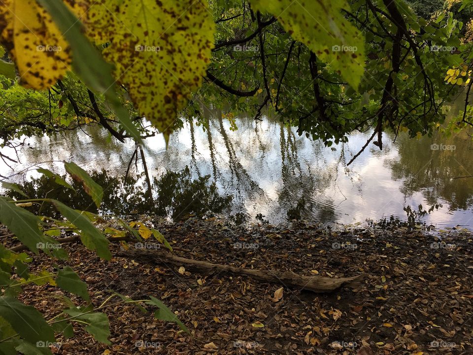 Peaceful early autumn forest scene with river 