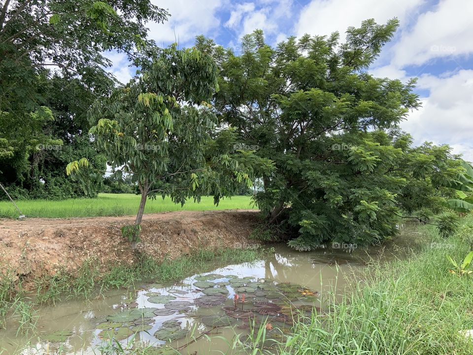 The stories of the nature, countryside (Thailand)