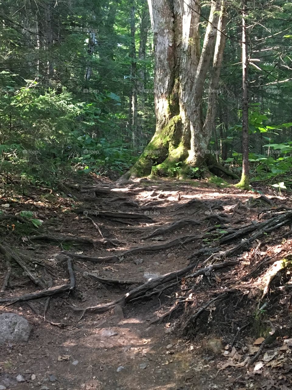 National forest Franconia Notch State Park 