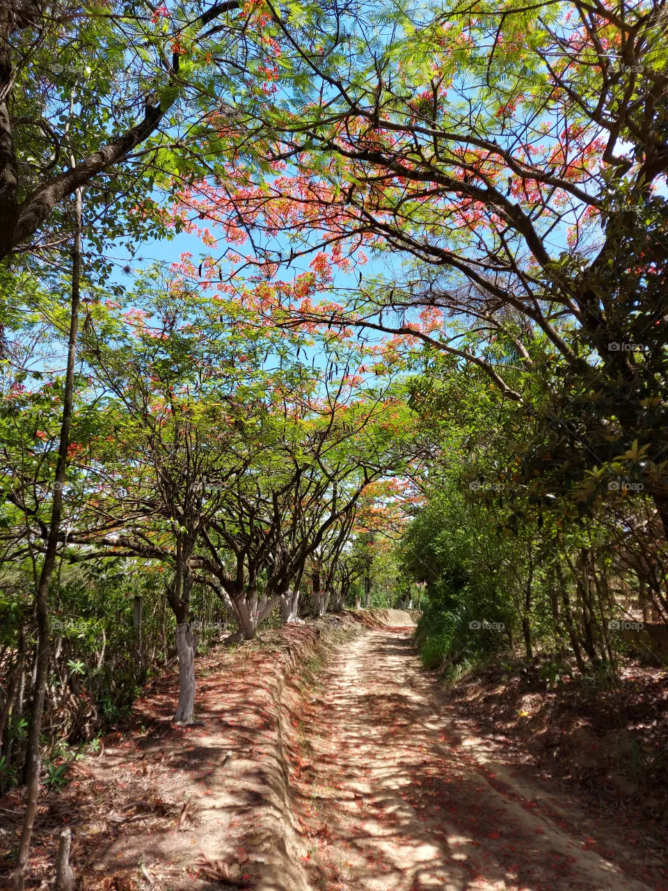 caminhos da vida
