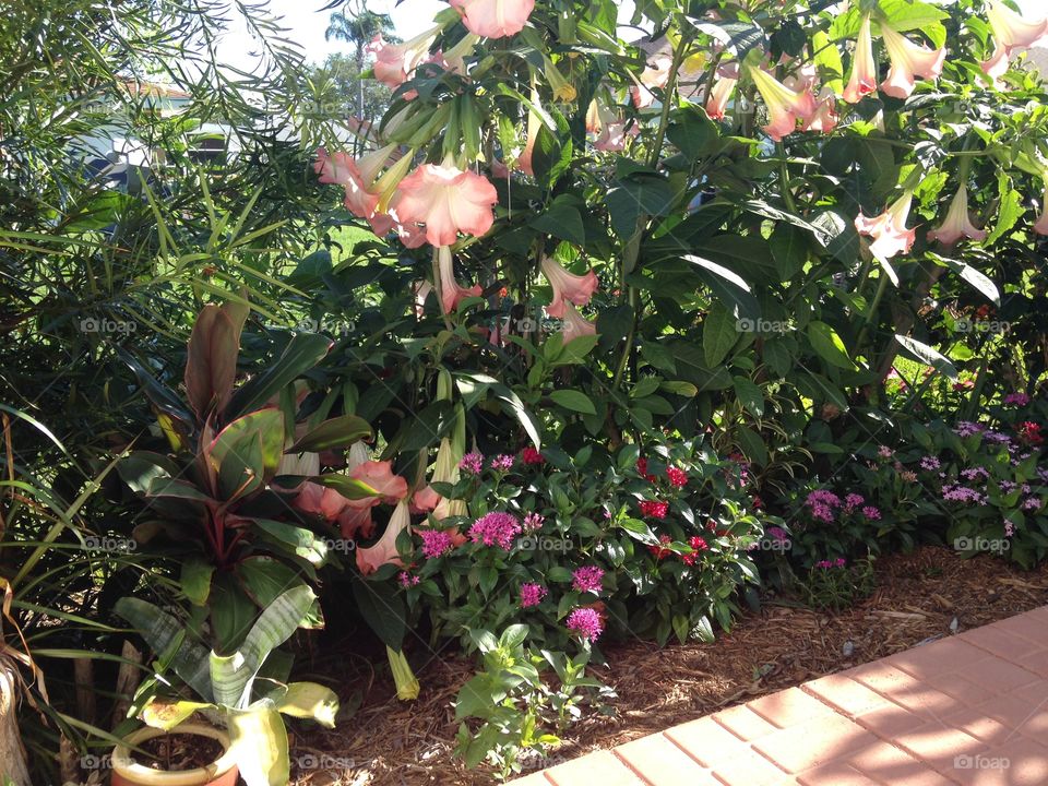 Garden flowers