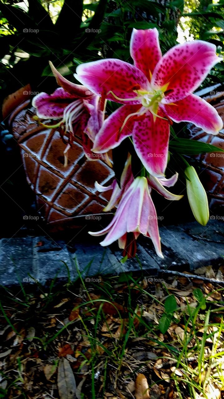 last of the Lilies blooming
