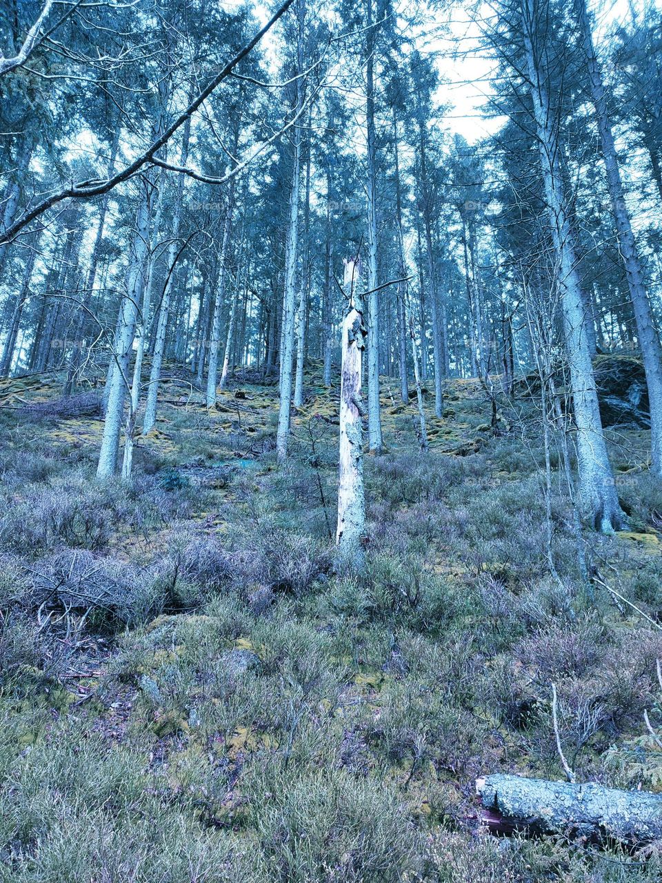 Walk in the woods, Bayehon waterfall