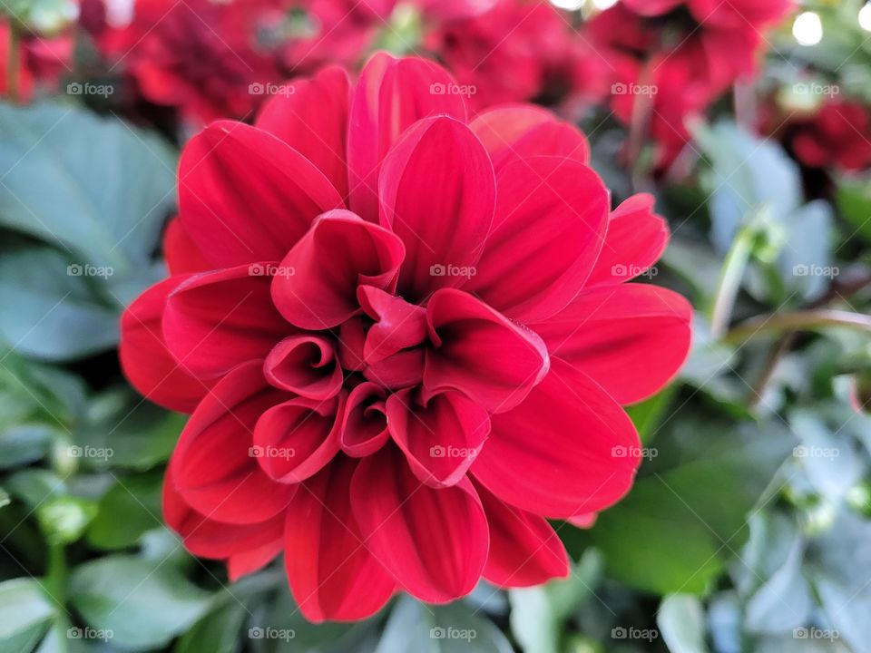 Spring Red Bloom