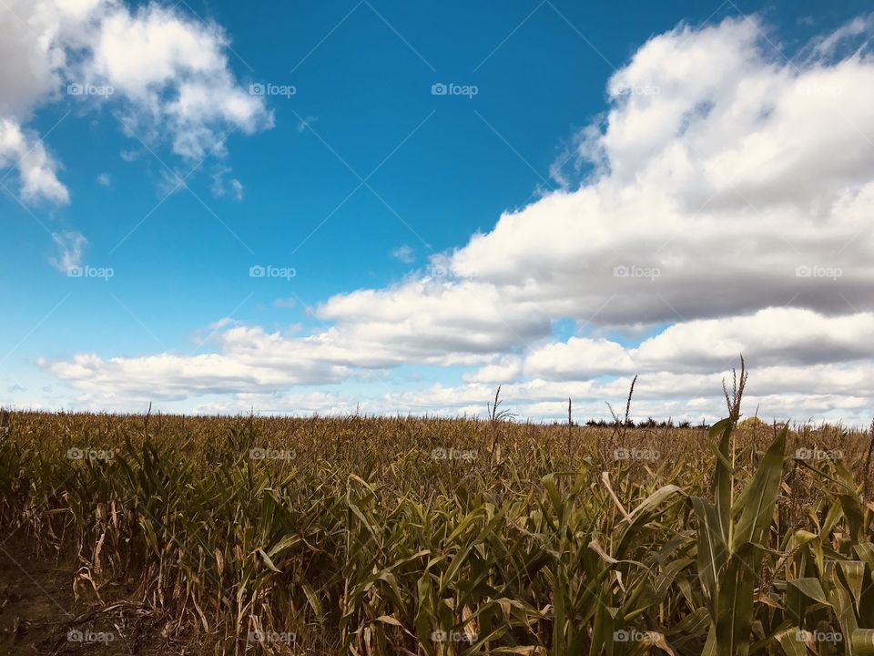 Corn field on an early autumn day in Michigan
