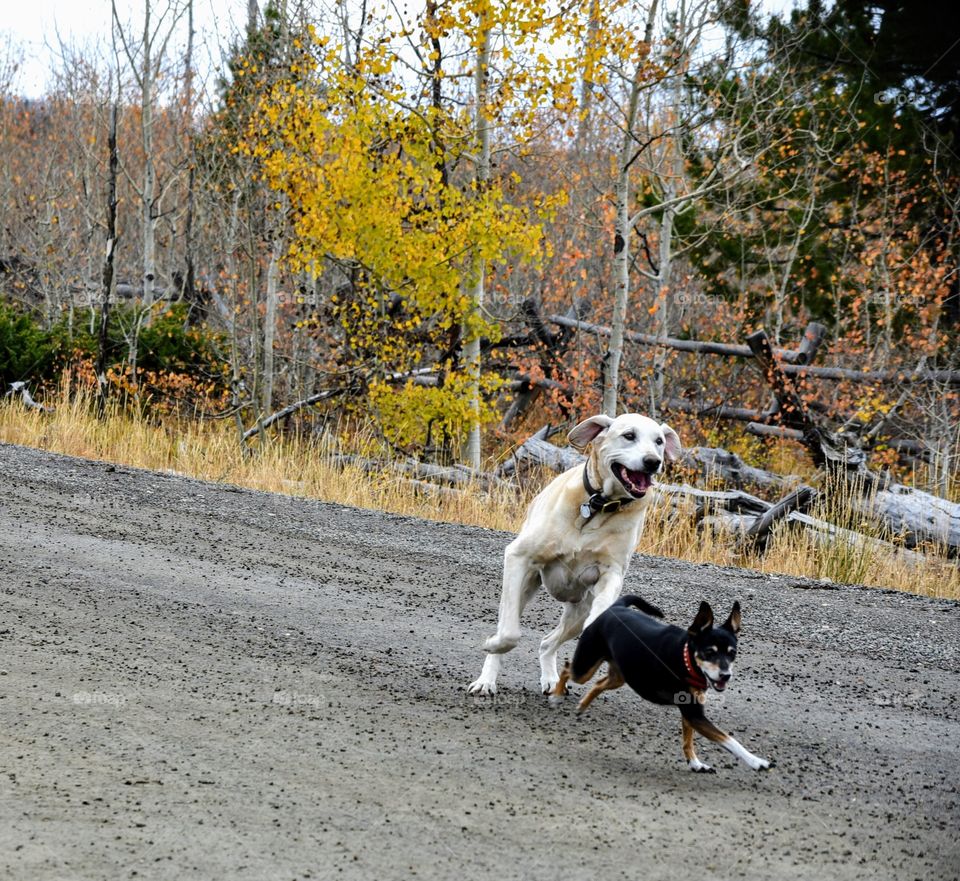 Get Outta My Way Munchkin!