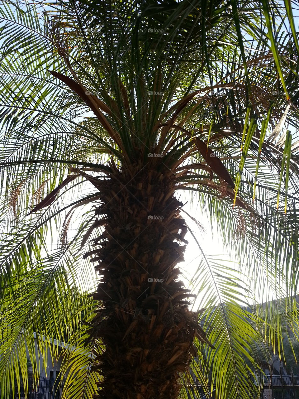 palm