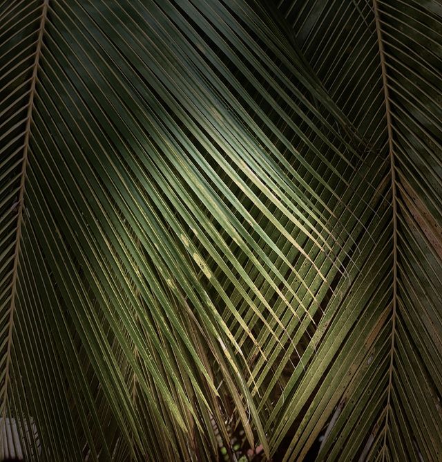 Coconut tree