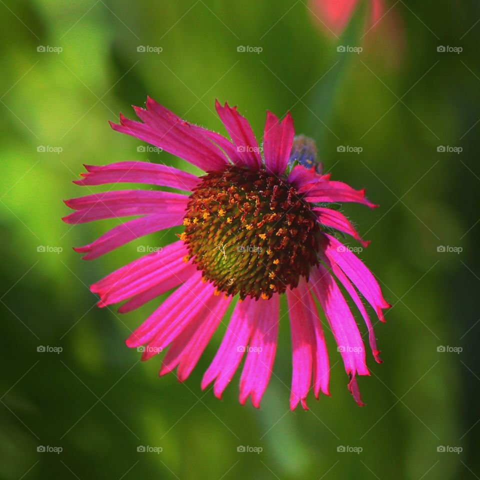 Close-up of pink flower