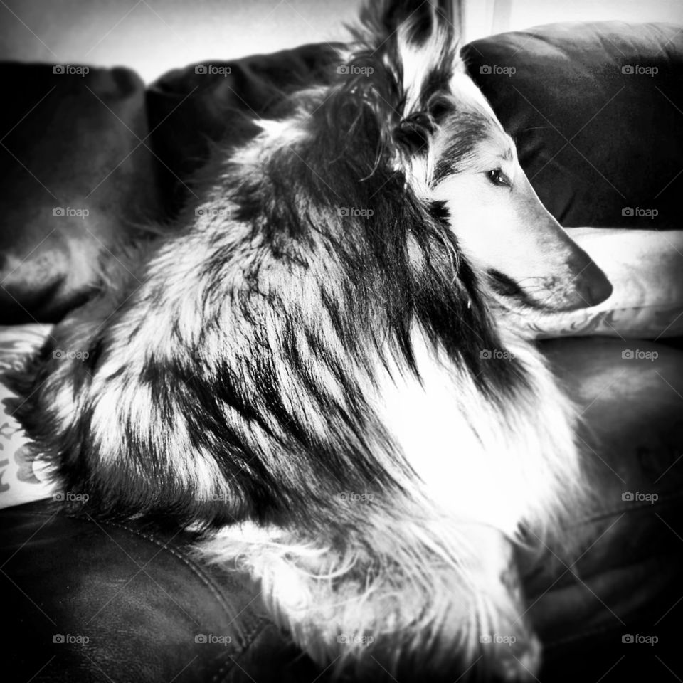 Collie in Thought