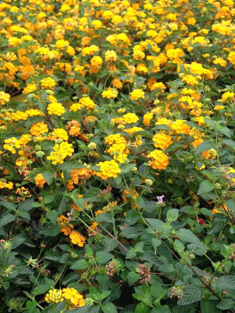 Field of Flowers