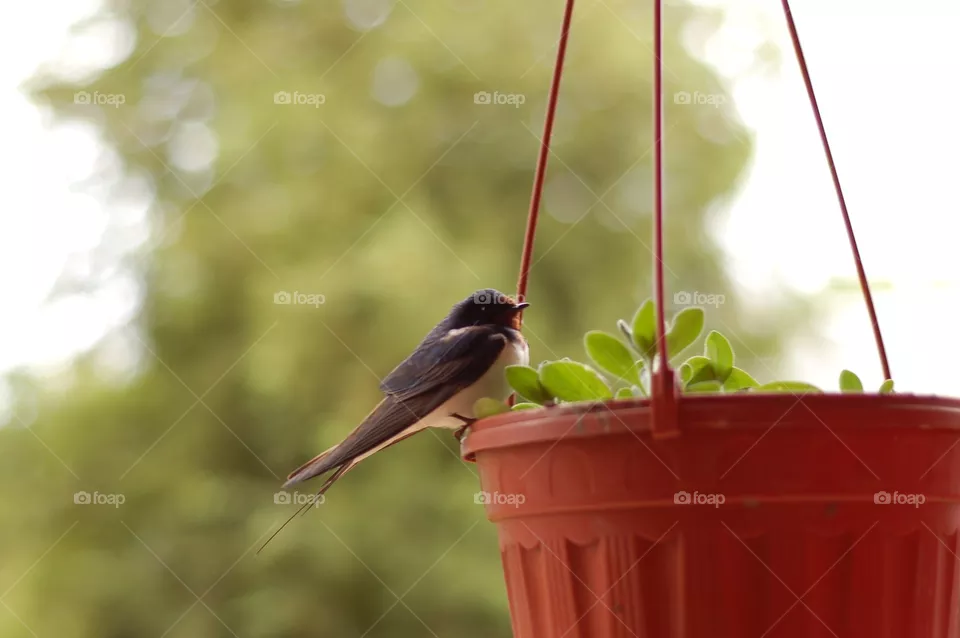 bird