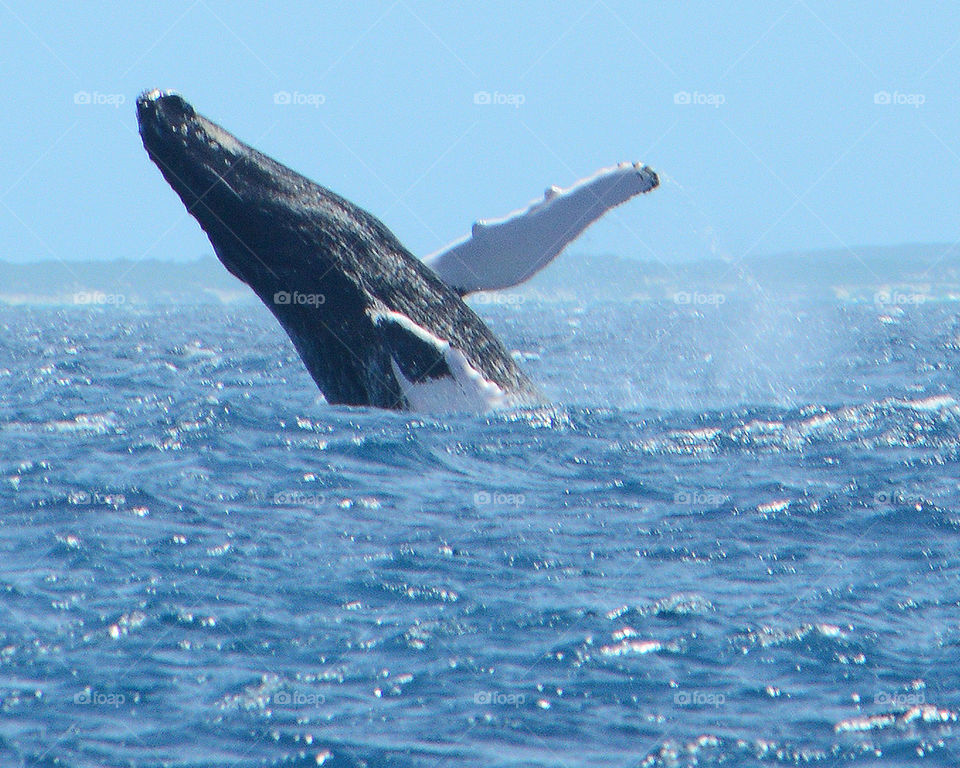 Hump back whale surfacing off the coast of Grand Turk