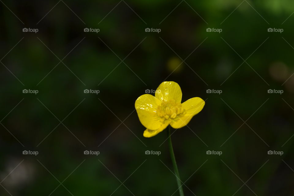 Bright yellow single shiny buttercup against a blurred background 