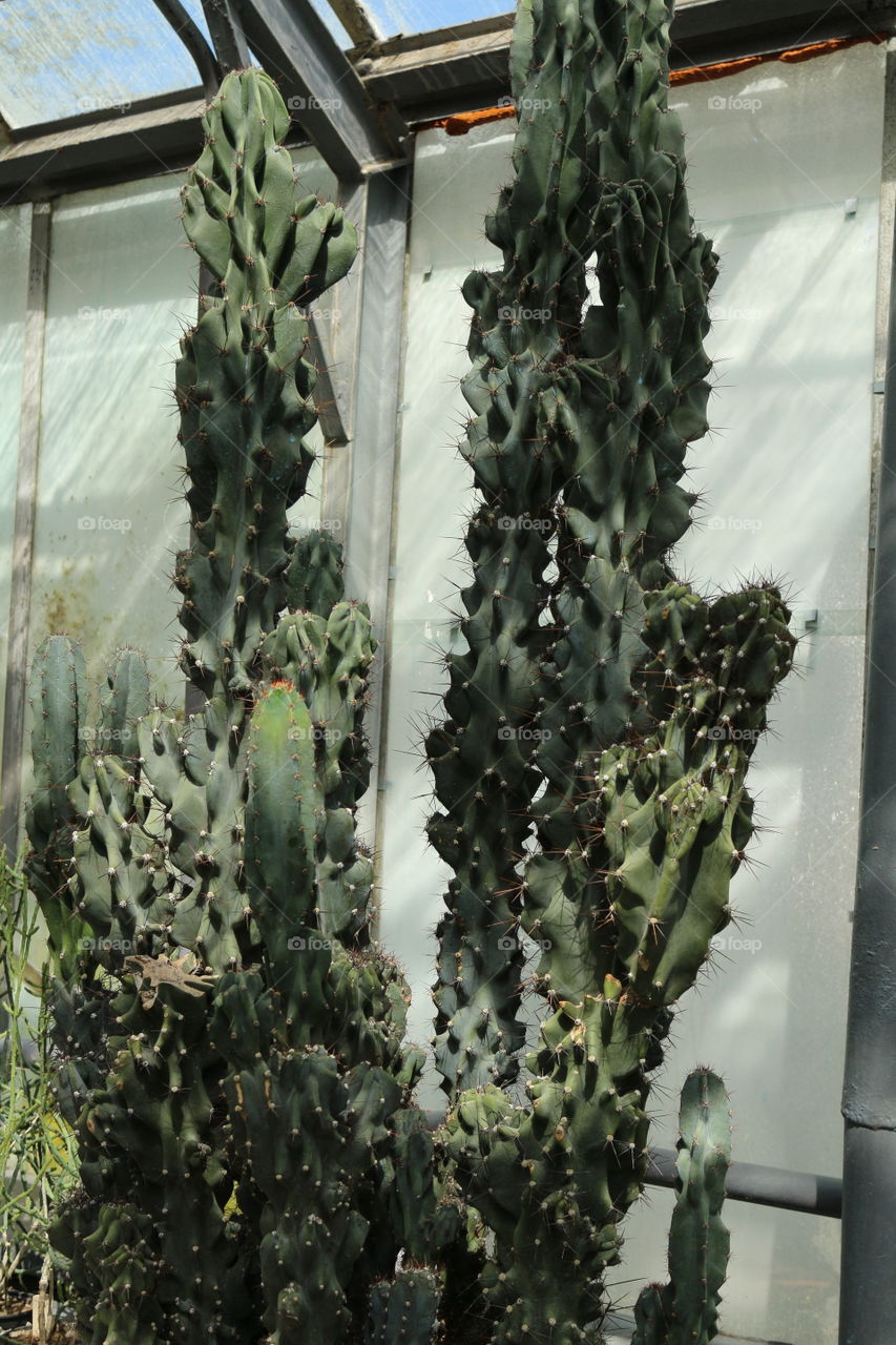 cactuses