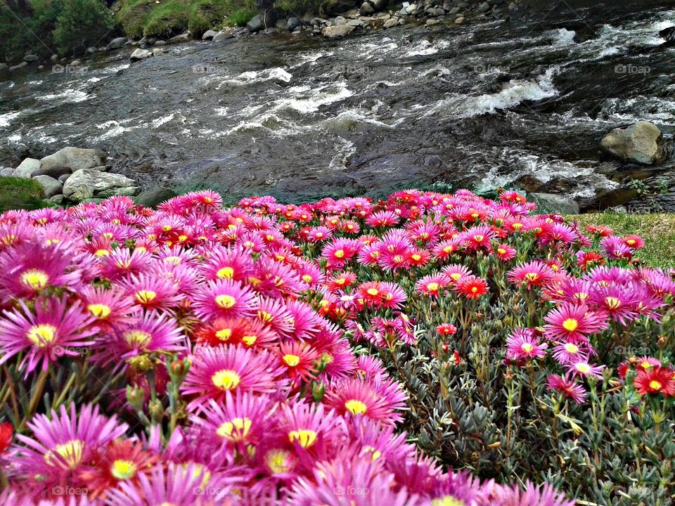 River's Flowers