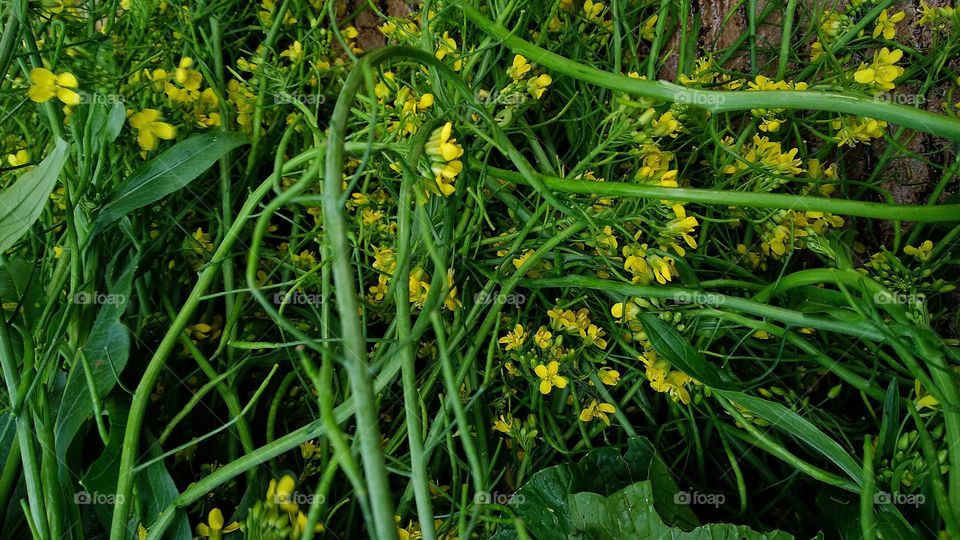 Beautiful mustard flowers can be used as ingredients for vegetables