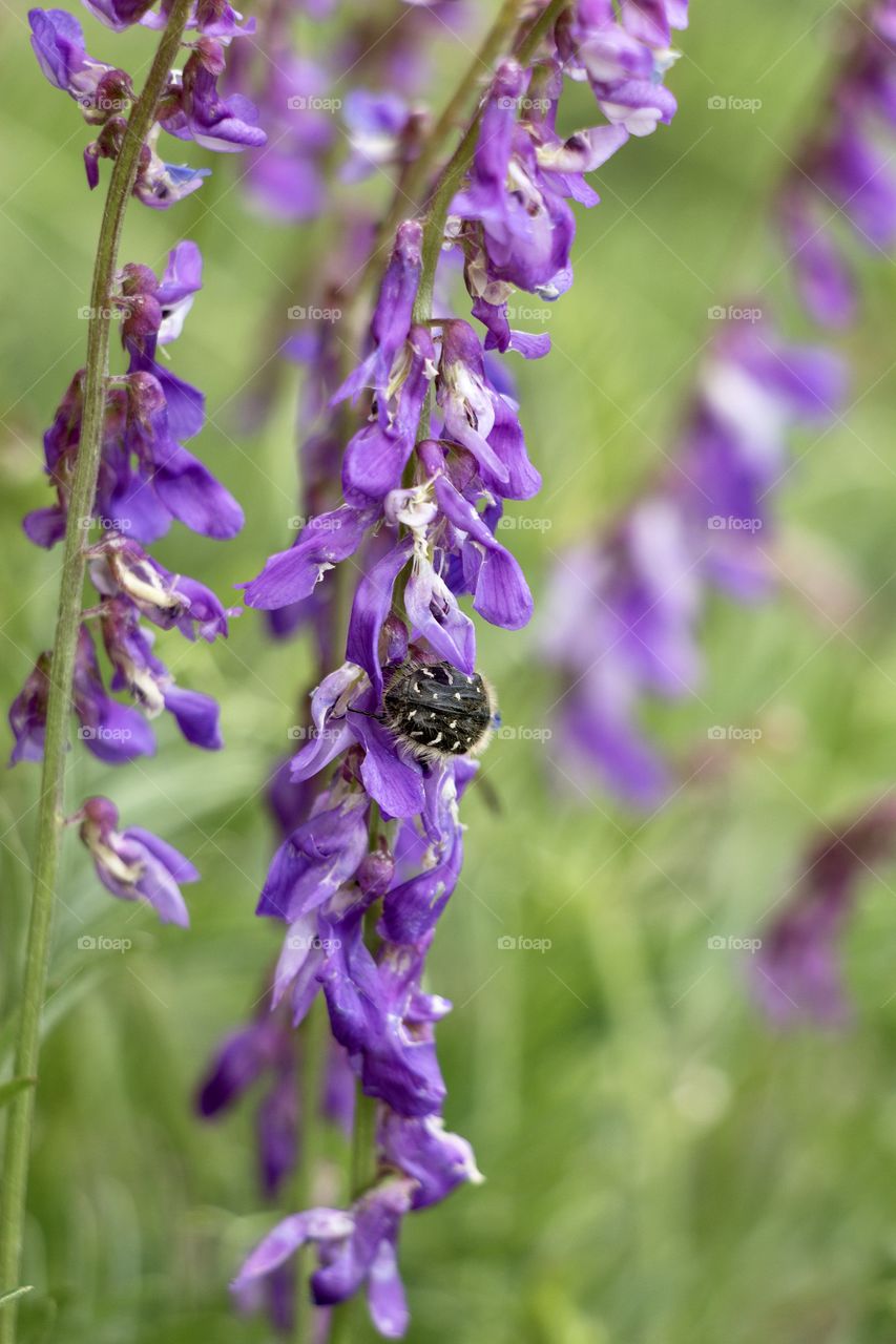 Close up of a black bug on a purple flowers
