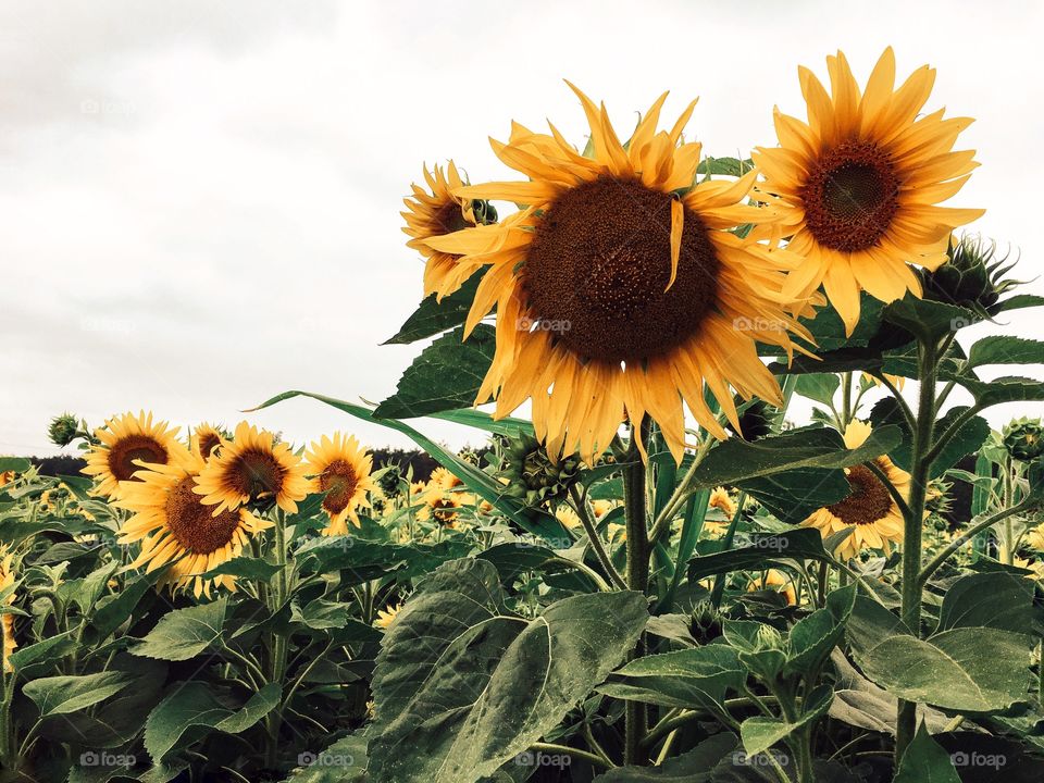 Sunflower, Nature, Flower, Flora, Summer