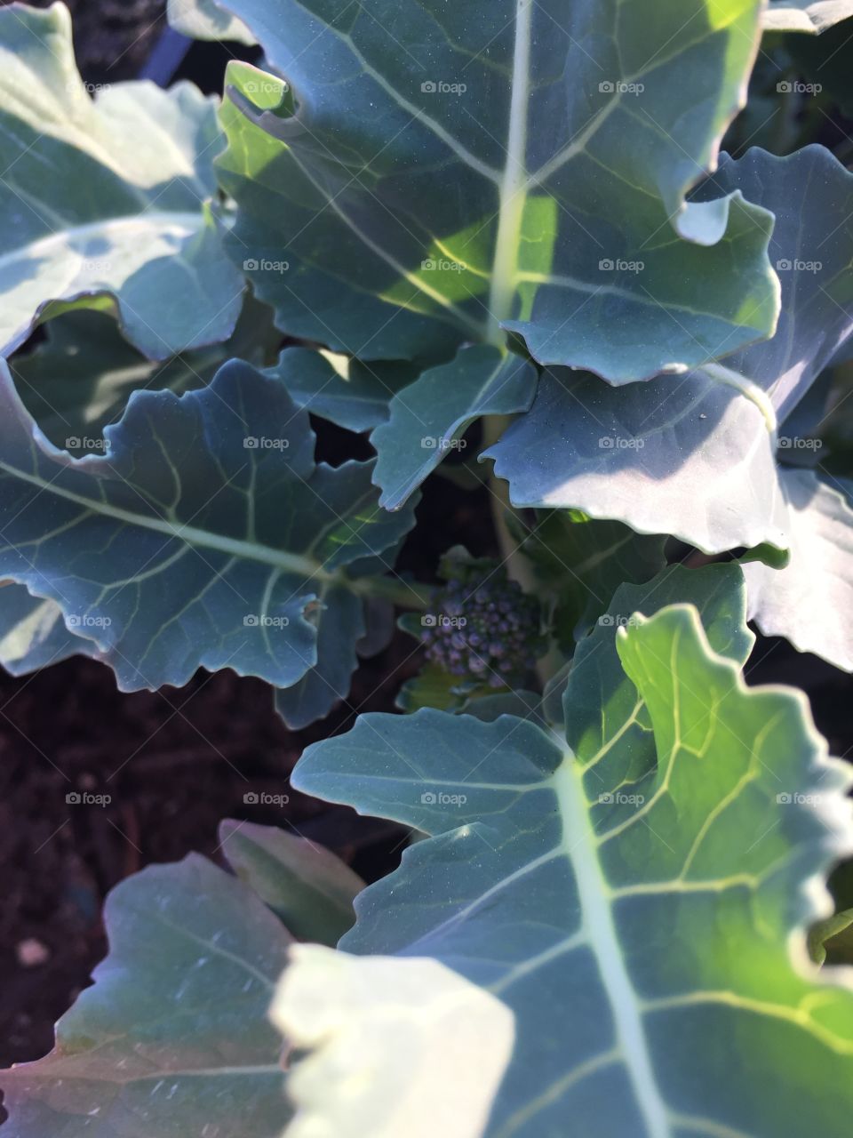 Growing broccoli in a pot. Love the colour green 