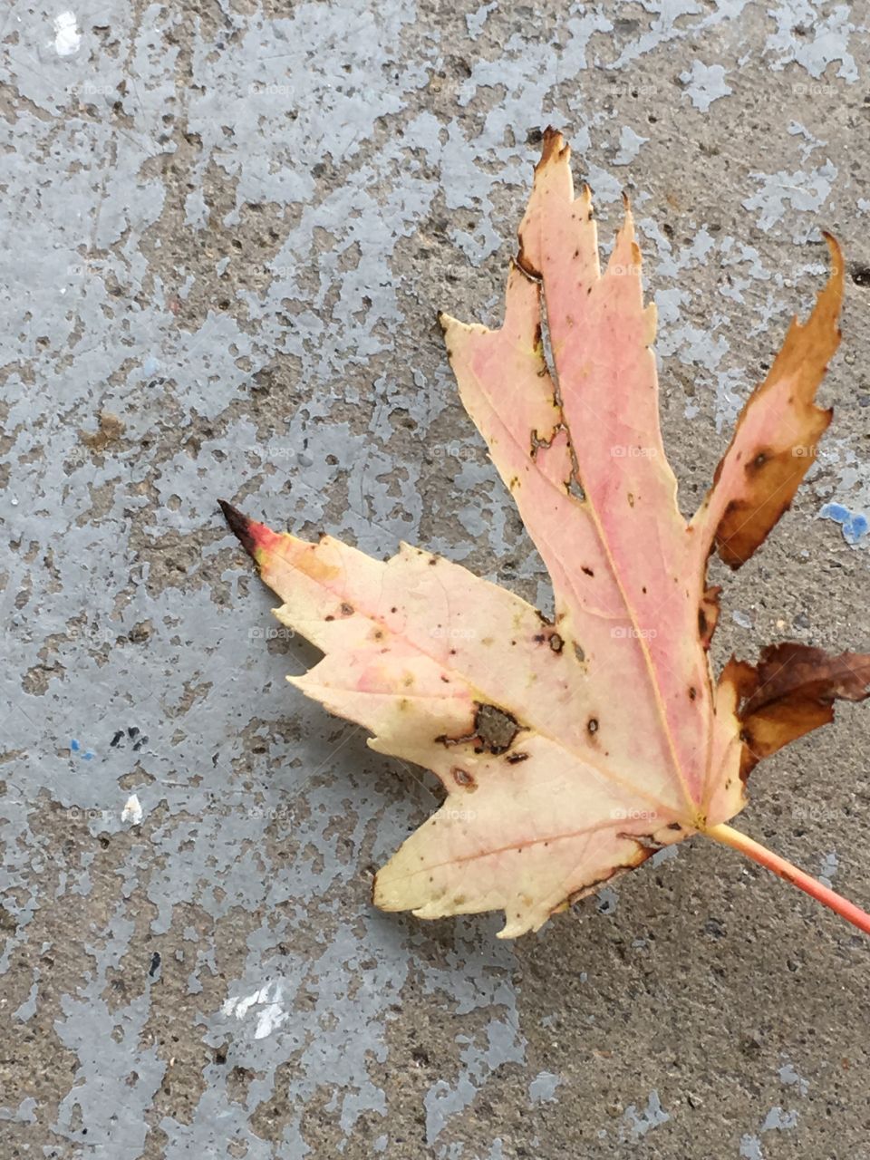 Leaf on driveway 