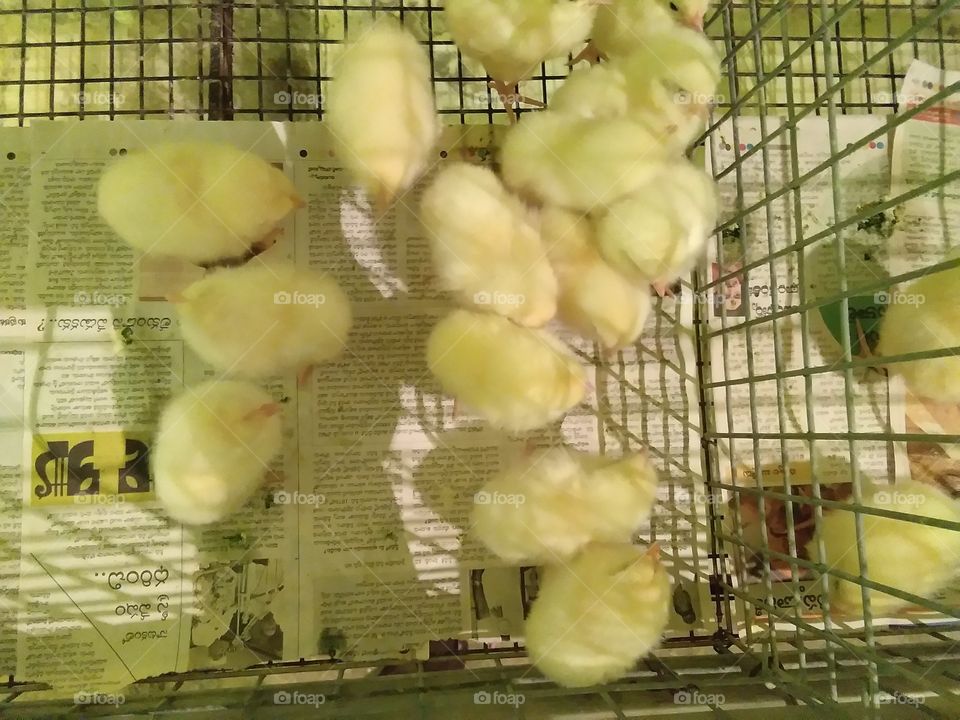 poultry chicks