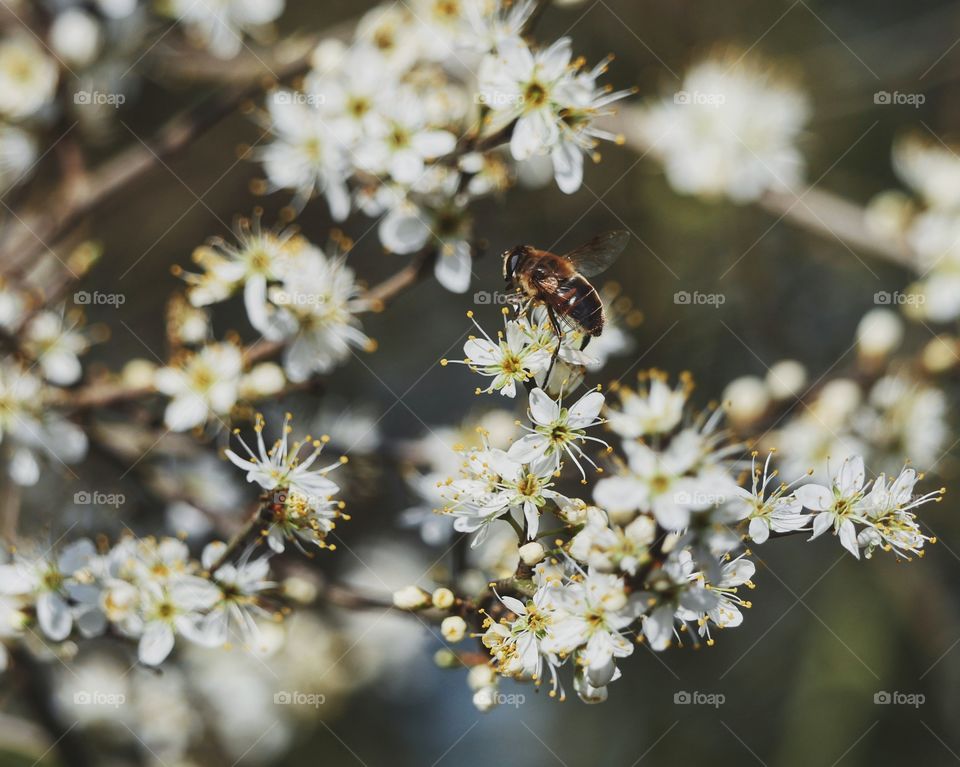 Wildbee searching for nectar