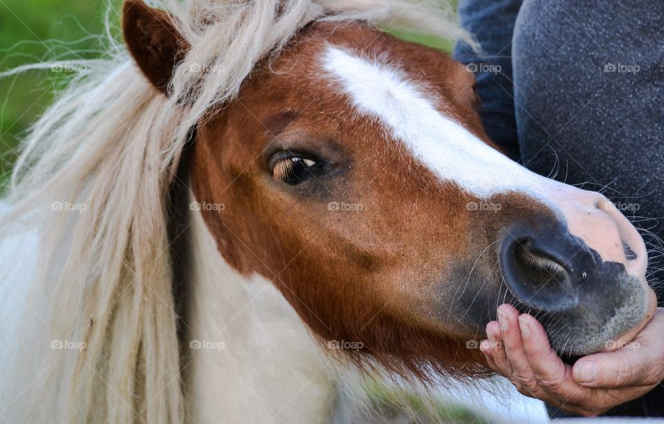 Pony. Little pinto pony resting its head