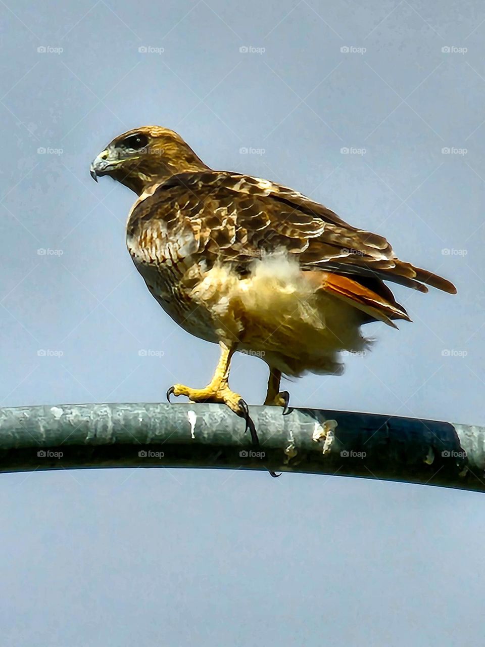 A Red Tailed Hawk (Buteo jamaicensis) sits on a light pole as it awaits its next meal