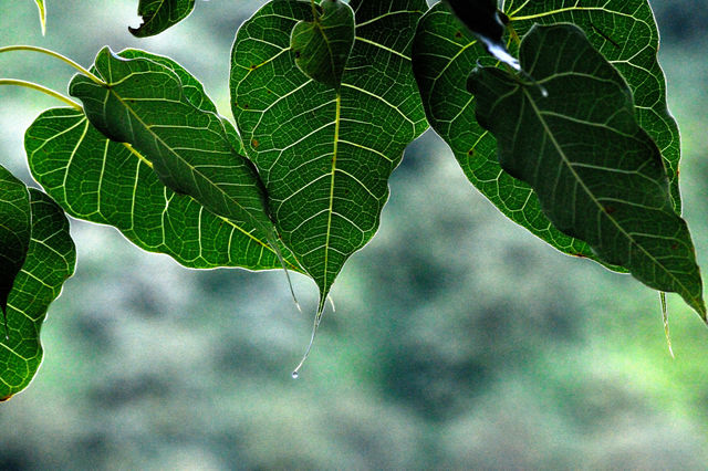 Leaves