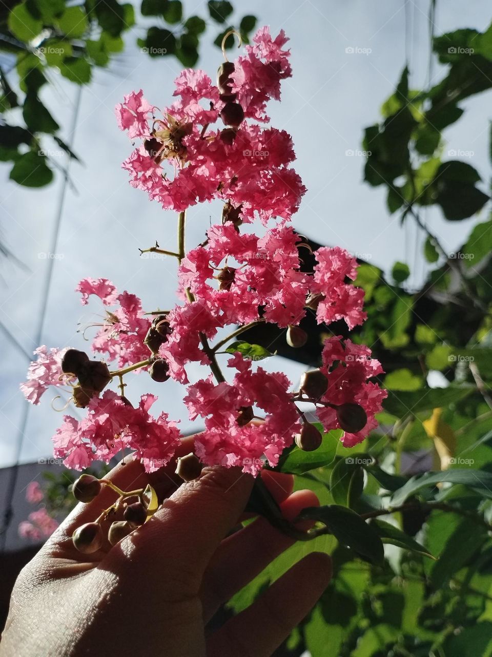 Lagerstroemia indica