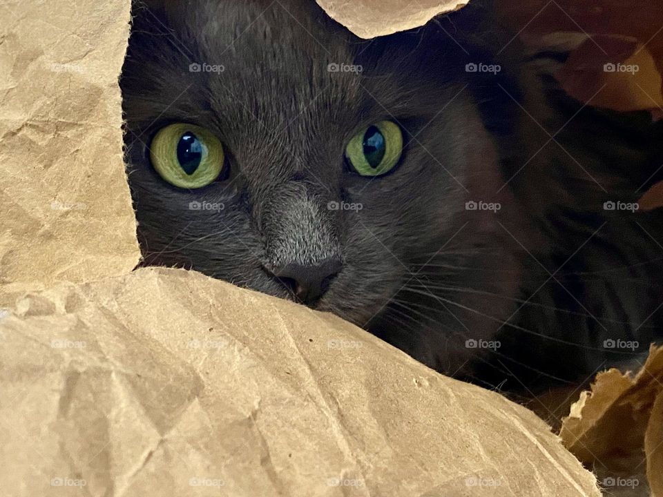 A grey cat hiding in a pile of brown paper